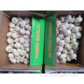 Fresh Normal White Garlic In Size 5.0